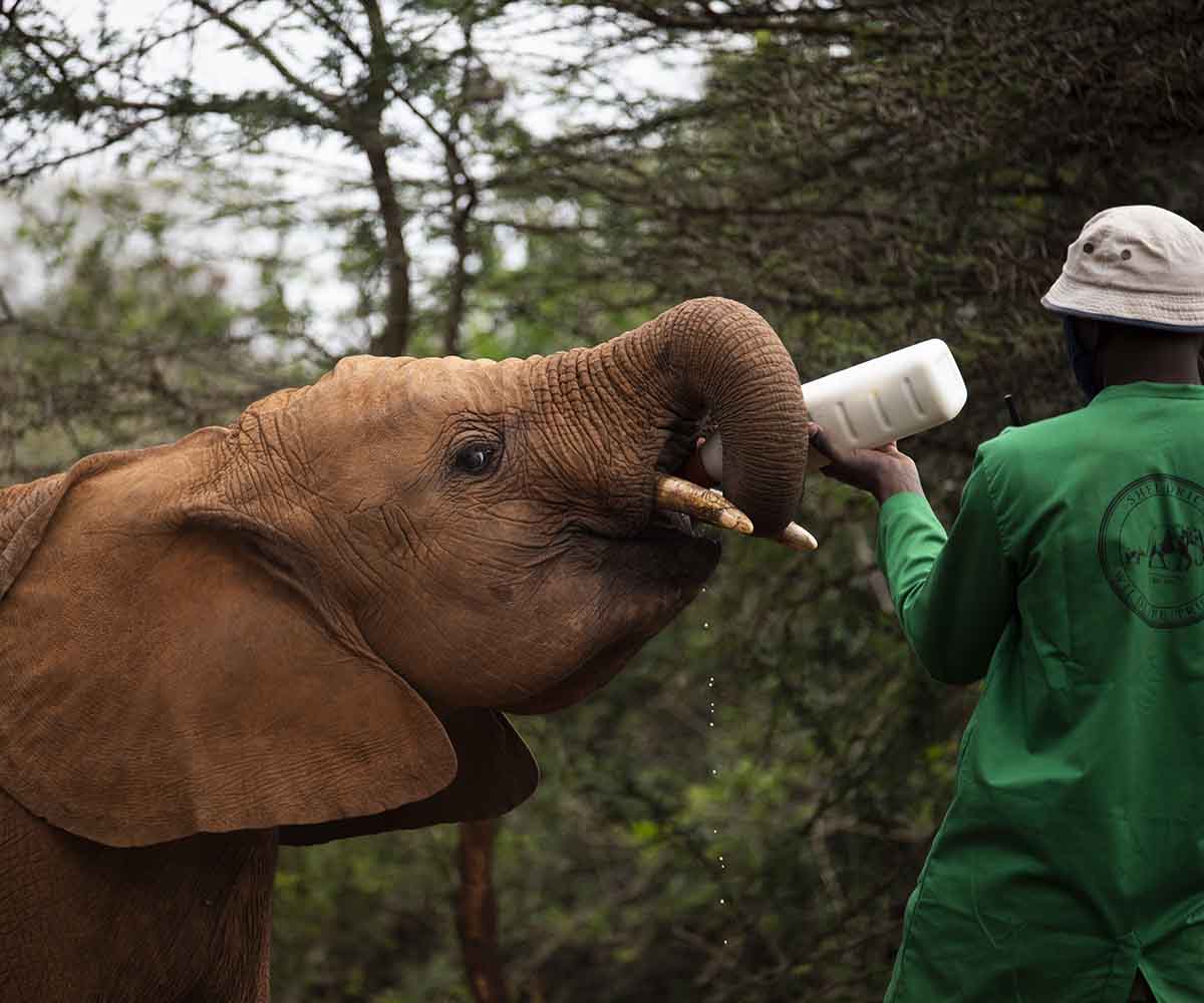 Keeper feeding elephant at Sheldrick