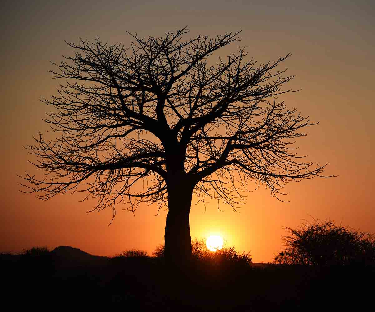 Boabab in Ruaha