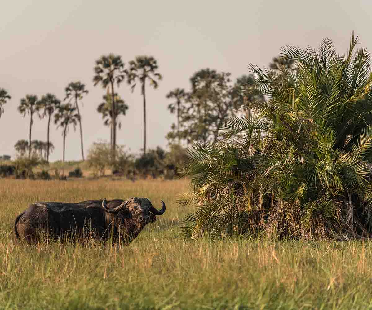 buffalo in marshland