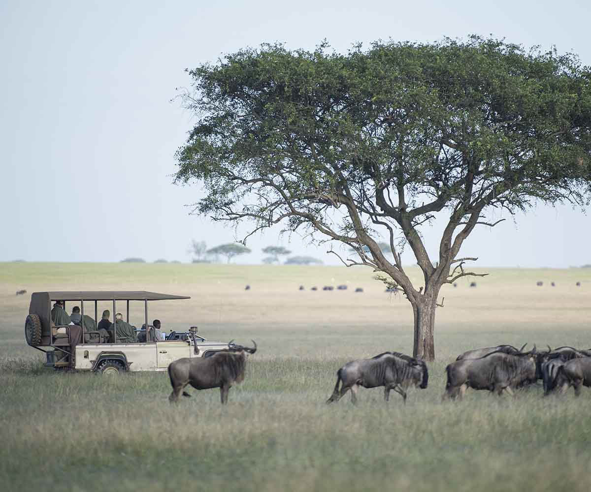 Wildebeest migration on the southern plains