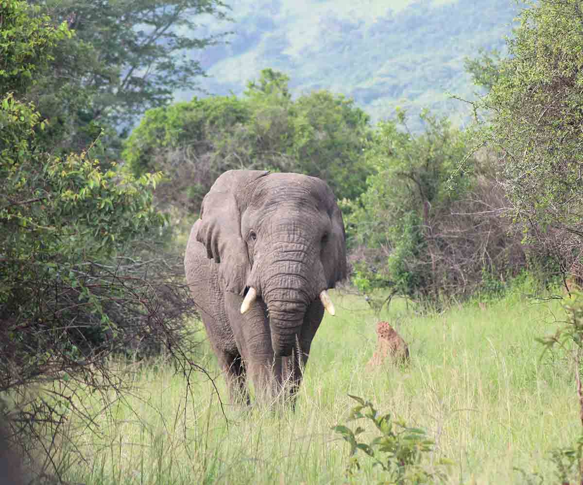 Elephant in Akagera National Park