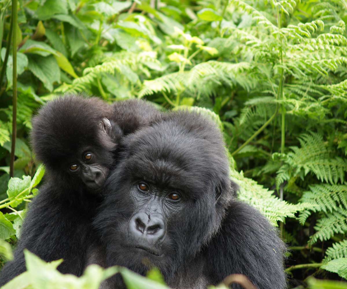 Gorilla Trekking in Rwanda