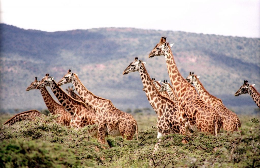 African safari, giraffe