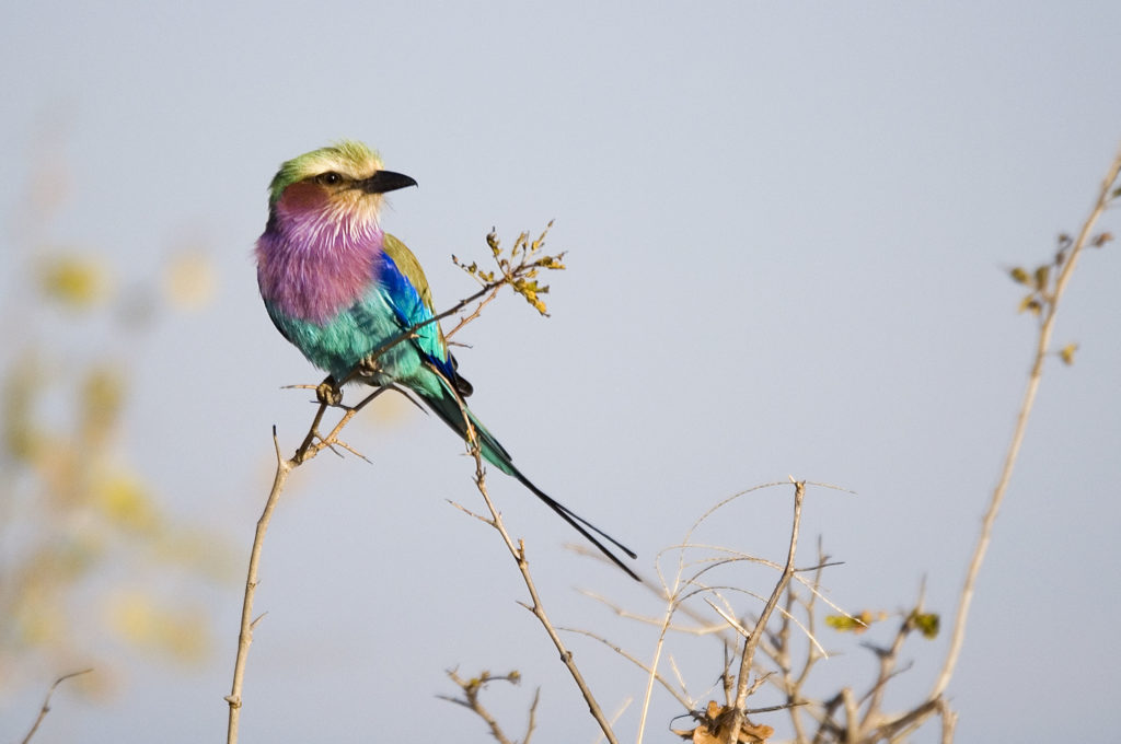 Lilac Breasted Roller in South Luangwa National Park