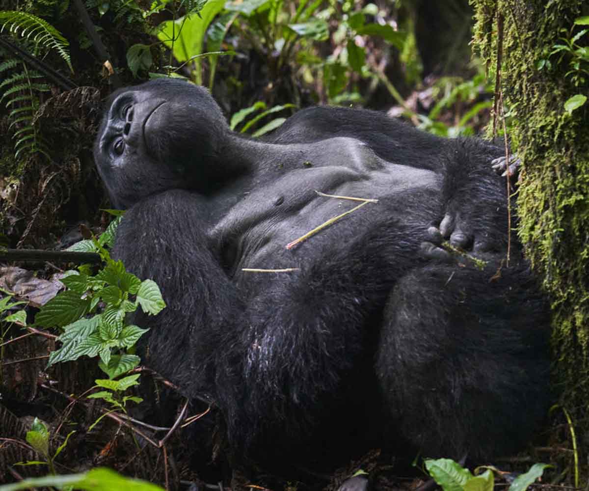 lazy gorilla