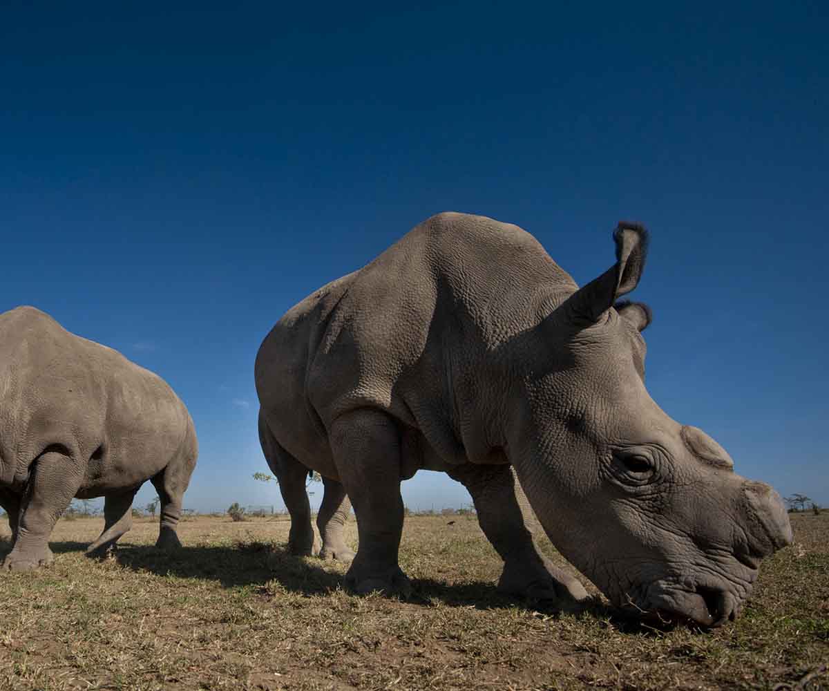 Northern white rhinos