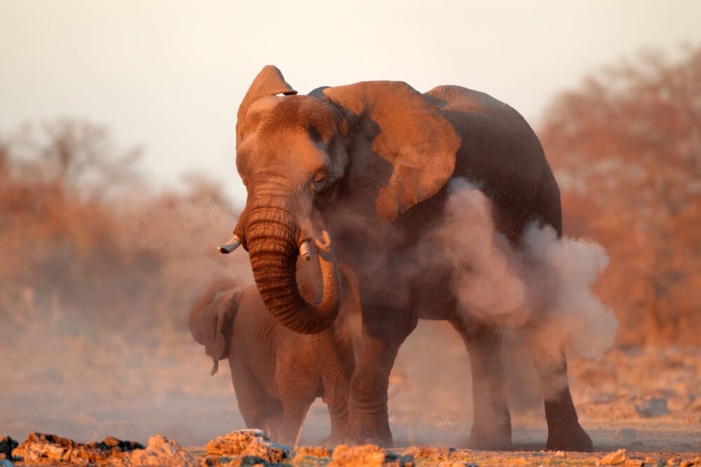 Spotting wildlife on safari elephant in dust