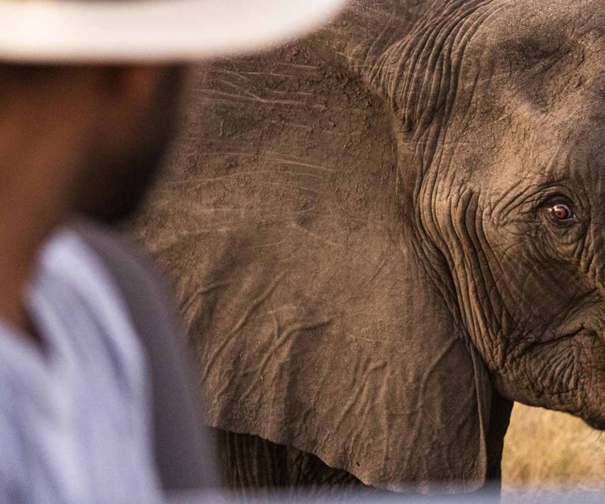 elephant portrait